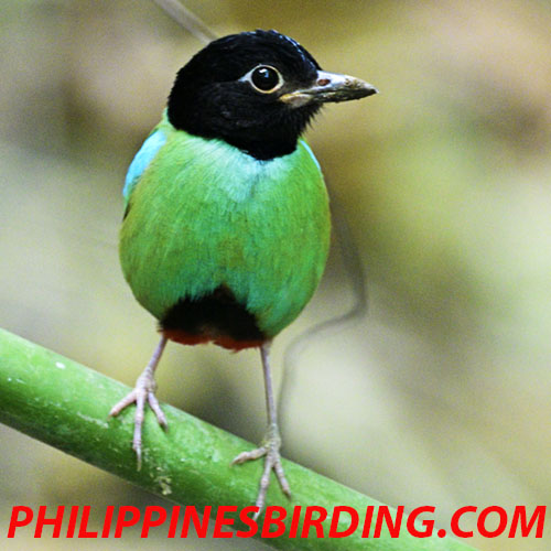 Black-hooded-pitta